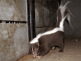 Смотреть фото Полосатый скунс Фото Полосатый скунс