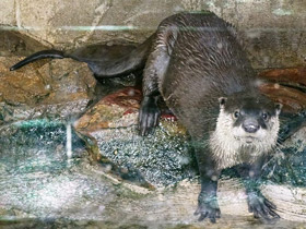 Смотреть фото Капская бескоготная выдра Фото Капская бескоготная выдра