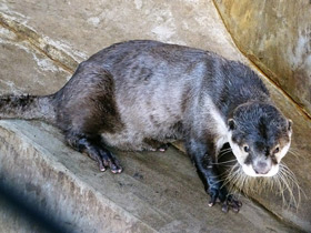 Смотреть фото Капская бескоготная выдра Фото Капская бескоготная выдра