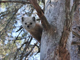 Смотреть фото Американская куница Фото Американская куница