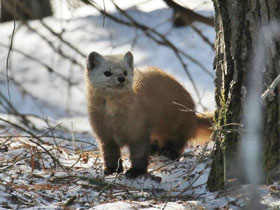 Смотреть фото Американская куница Фото Американская куница