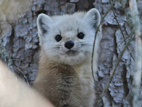 Смотреть фото Американская куница Фото Американская куница