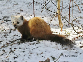 Смотреть фото Американская куница Фото Американская куница