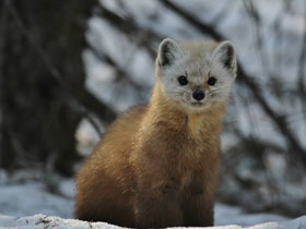 Смотреть фото Американская куница Фото Американская куница
