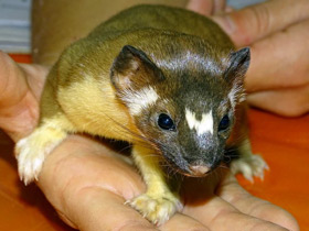 Смотреть фото Длиннохвостая ласка Фото Длиннохвостая ласка