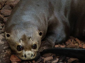 Смотреть фото Гигантская выдра Фото Гигантская выдра