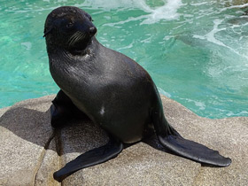 Смотреть фото Гуадалупский морской котик Фото Гуадалупский морской котик