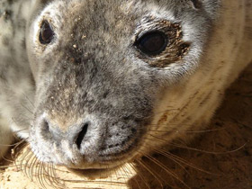 Смотреть фото Серый тюлень Фото Серый тюлень