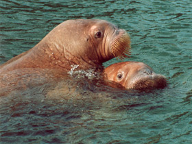 Морж