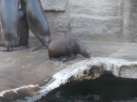 Смотреть фото Южный морской лев Фото Южный морской лев