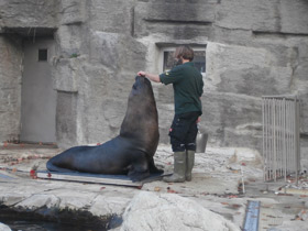 Смотреть фото Южный морской лев Фото Южный морской лев