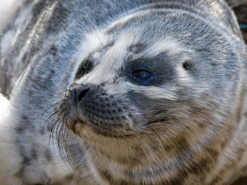 Смотреть фото Кольчатая нерпа Фото Кольчатая нерпа