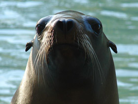Смотреть фото Калифорнийский морской лев Фото Калифорнийский морской лев