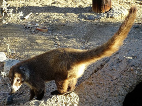 Смотреть фото Белоносая носуха Фото Белоносая носуха