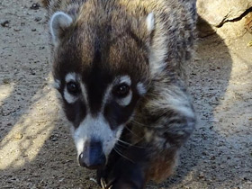 Смотреть фото Белоносая носуха Фото Белоносая носуха