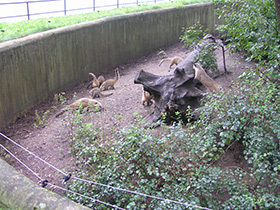 Смотреть фото Обыкновенная носуха Фото Обыкновенная носуха