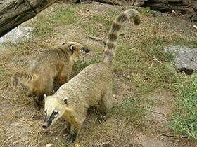 Смотреть фото Обыкновенная носуха Фото Обыкновенная носуха