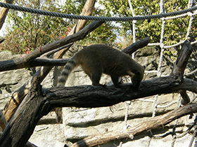 Смотреть фото Обыкновенная носуха Фото Обыкновенная носуха