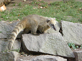 Смотреть фото Обыкновенная носуха Фото Обыкновенная носуха