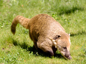 Смотреть фото Обыкновенная носуха: крупный мелкий хищник Фото Обыкновенная носуха: крупный мелкий хищник
