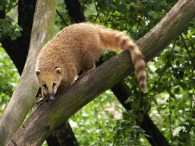Смотреть фото Обыкновенная носуха: крупный мелкий хищник Фото Обыкновенная носуха: крупный мелкий хищник