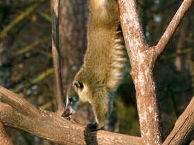 Смотреть фото Обыкновенная носуха: крупный мелкий хищник Фото Обыкновенная носуха: крупный мелкий хищник