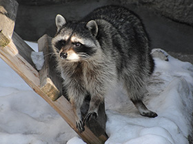 Смотреть фото Енот-полоскун Фото Енот-полоскун