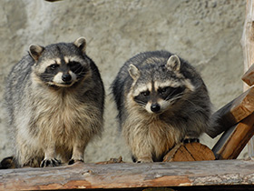 Смотреть фото Енот-полоскун Фото Енот-полоскун