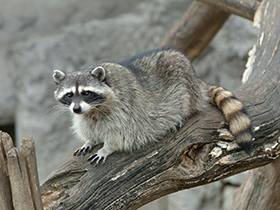 Смотреть фото Енот-полоскун Фото Енот-полоскун