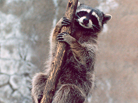 Смотреть фото Енот-полоскун Фото Енот-полоскун