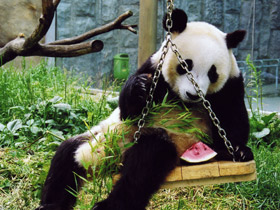 Смотреть фото Большая панда (Бамбуковый медведь) Фото Большая панда (Бамбуковый медведь)