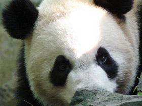 Смотреть фото Большая панда (Бамбуковый медведь) Фото Большая панда (Бамбуковый медведь)