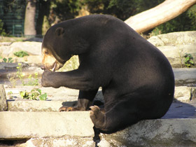 Смотреть фото Малайский медведь Фото Малайский медведь
