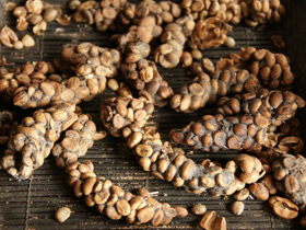 Гималайская цивета