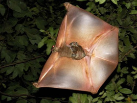 Смотреть фото Филиппинский шерстокрыл Фото Филиппинский шерстокрыл