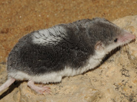 Смотреть фото Пегий путорак Фото Пегий путорак