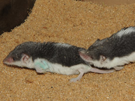 Смотреть фото Пегий путорак Фото Пегий путорак