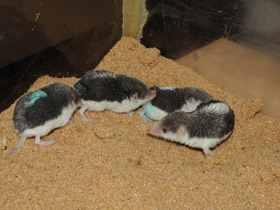 Смотреть фото Пегий путорак Фото Пегий путорак