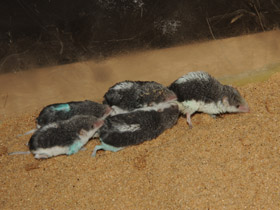 Смотреть фото Пегий путорак Фото Пегий путорак