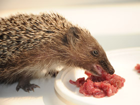 Смотреть фото Белогрудый ёж Фото Белогрудый ёж
