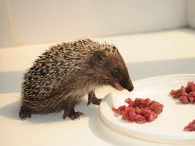 Смотреть фото Белогрудый ёж Фото Белогрудый ёж