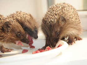 Смотреть фото Белогрудый ёж Фото Белогрудый ёж