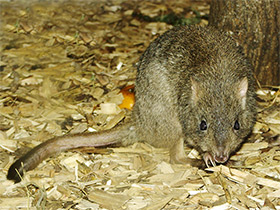 Смотреть фото Войли Фото Войли