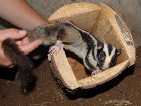 Смотреть фото Большой полосатый кускус Фото Большой полосатый кускус