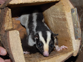 Смотреть фото Большой полосатый кускус Фото Большой полосатый кускус