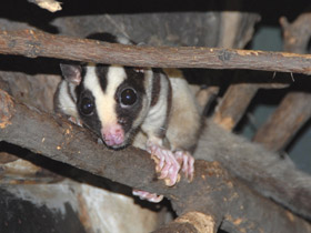 Смотреть фото Большой полосатый кускус Фото Большой полосатый кускус