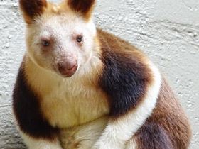 Смотреть фото Древесный кенгуру Гудфеллоу Фото Древесный кенгуру Гудфеллоу