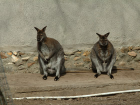 Смотреть фото Рыже-серый валлаби Фото Рыже-серый валлаби