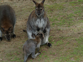 Смотреть фото Рыже-серый валлаби Фото Рыже-серый валлаби