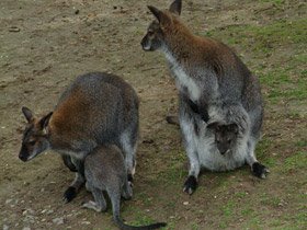 Смотреть фото Рыже-серый валлаби Фото Рыже-серый валлаби